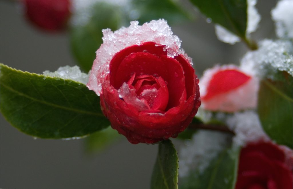 camellia winter