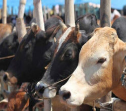 गायों और भैंसों का रूटीन ऐसा होगा तो वो रहेगी स्वस्थ