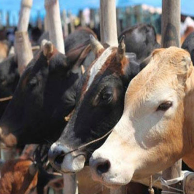 गायों और भैंसों का रूटीन ऐसा होगा तो वो रहेगी स्वस्थ