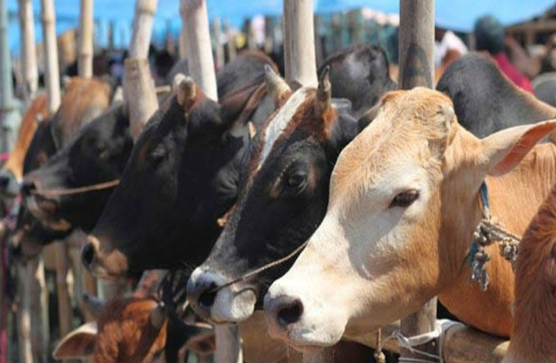गायों और भैंसों का रूटीन ऐसा होगा तो वो रहेगी स्वस्थ