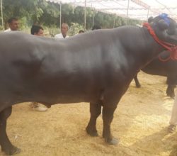 पशु