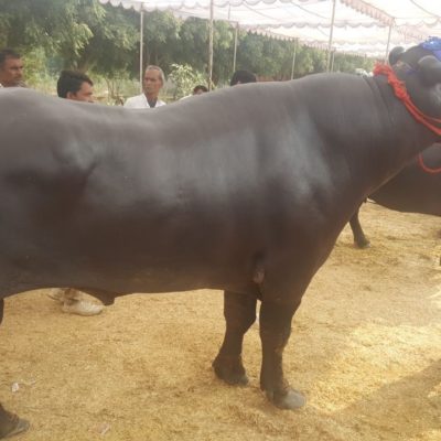 पशु