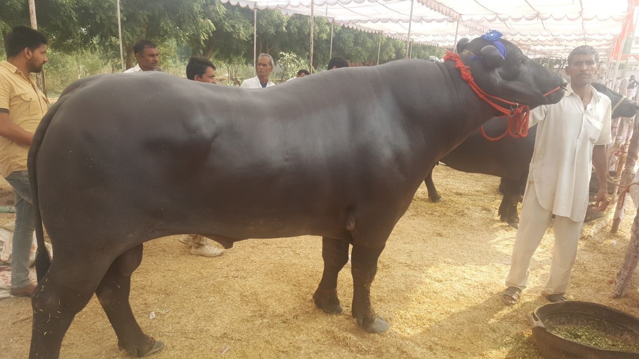 पशु